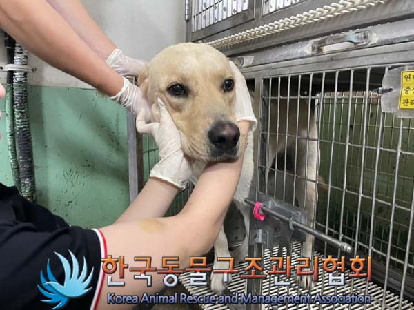 종료(반환) 골든 …